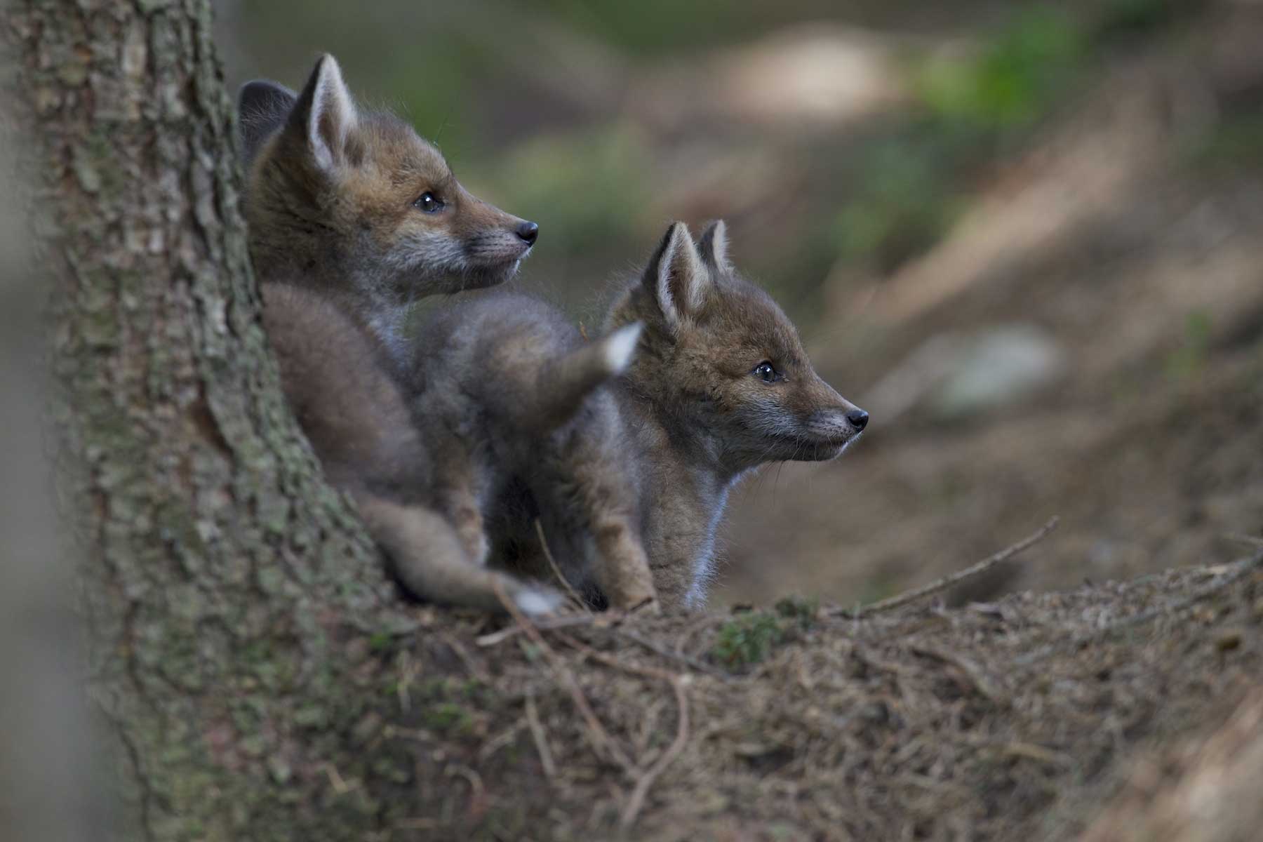 Deux renardeaux qui regardent au loin au pied d'un arbre.
