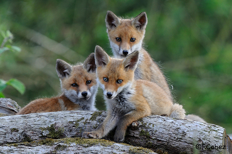 Trois renardeaux assis sur un tronc.