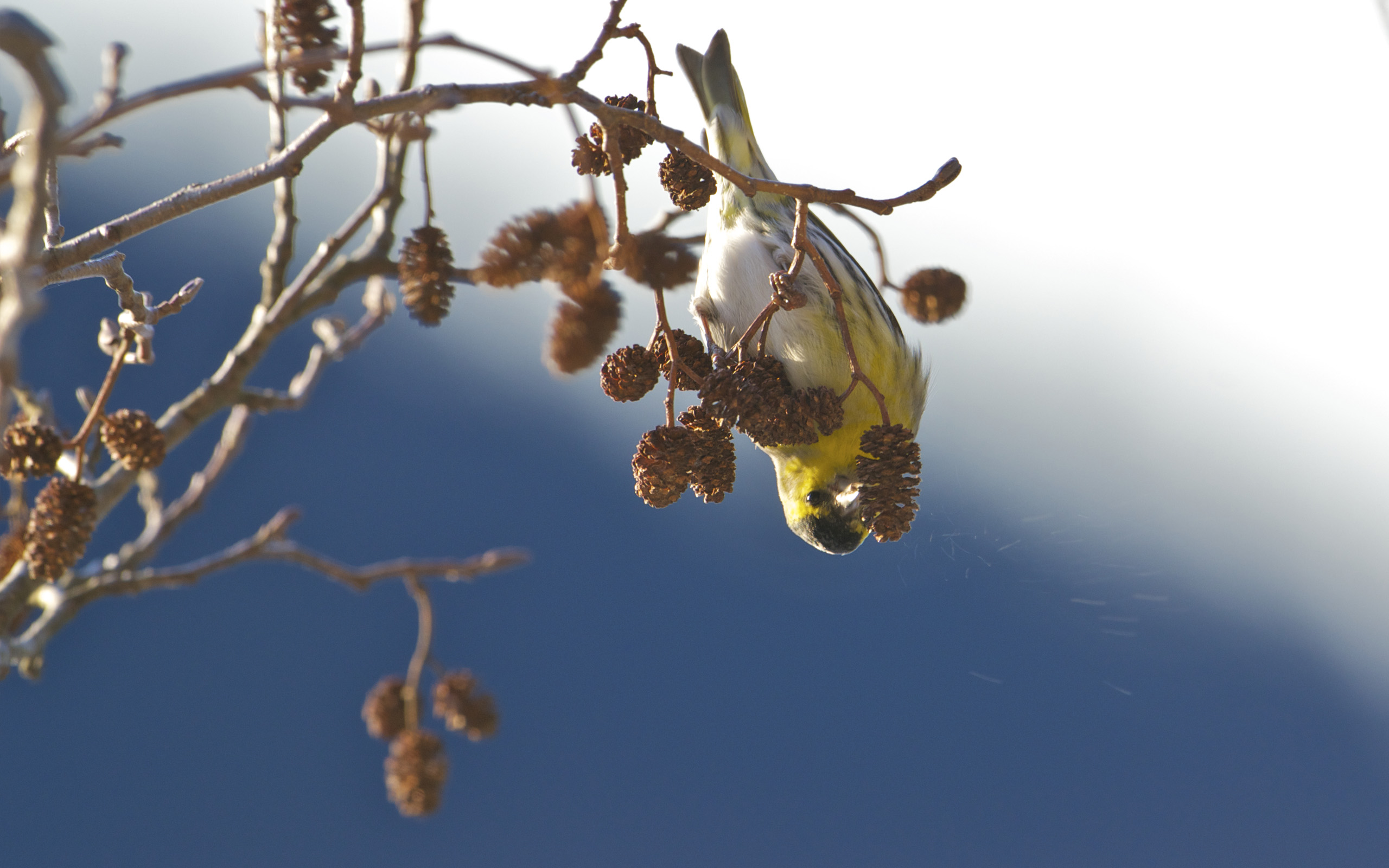 Tarin des aulnes sur une branches la tête en bas.