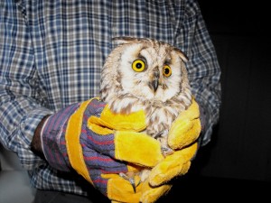 Hibou moyen-duc maintenu entre les mains protégées par des gros gants. Les ailes sont repliées contre le corps.