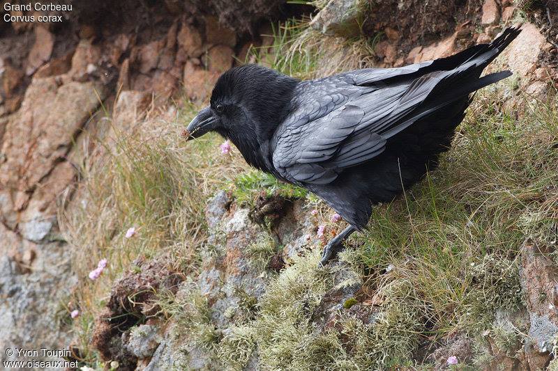 Grand corbeau