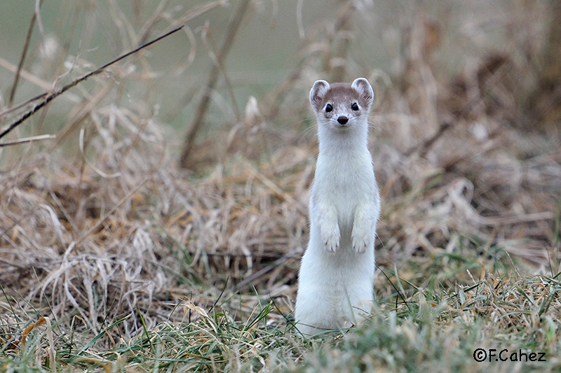 Hermine en pelage intermédiaire chassant dans la prairie.