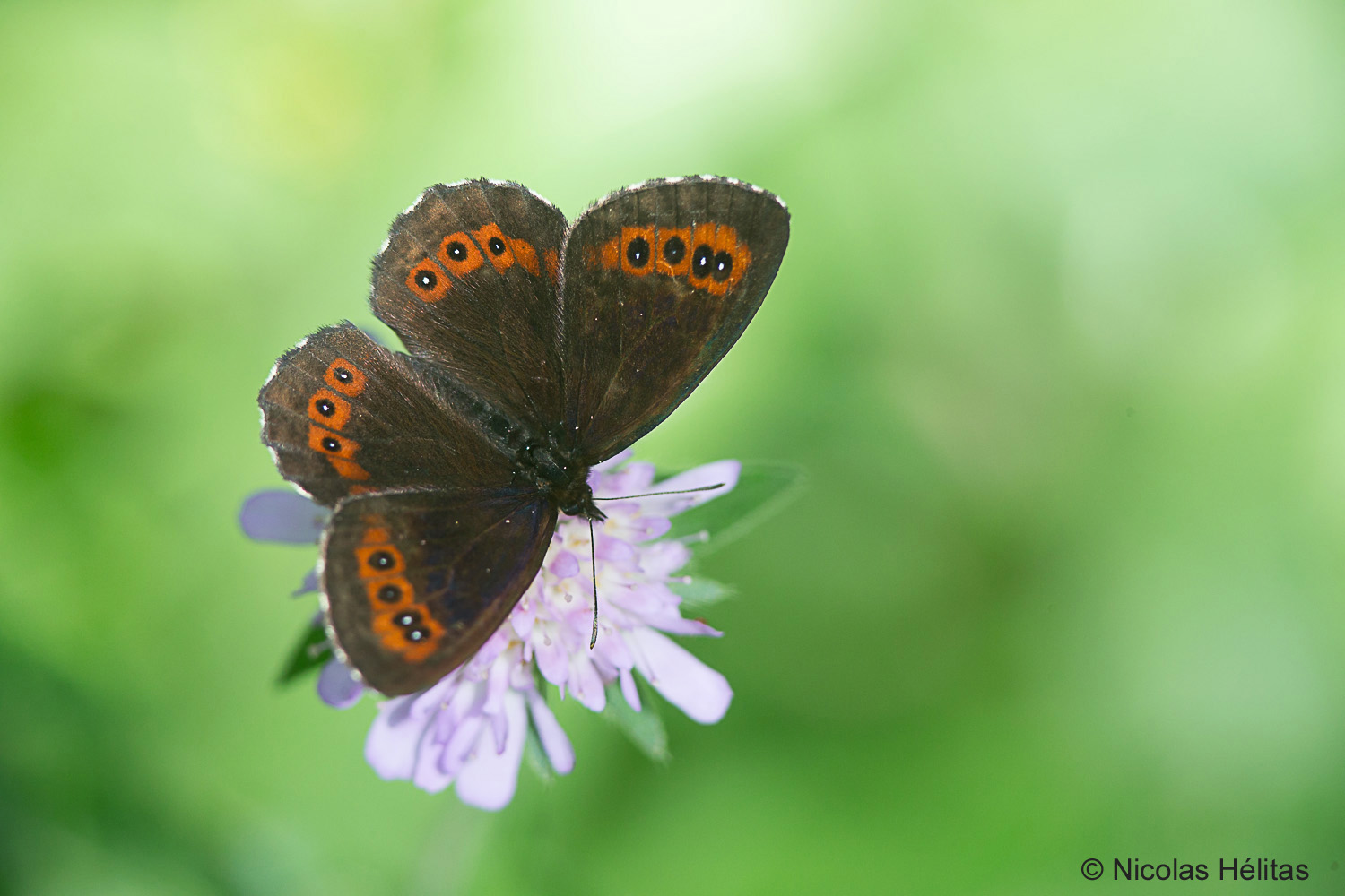 Papillon Erebia ligea posé sur une fleur mauve.