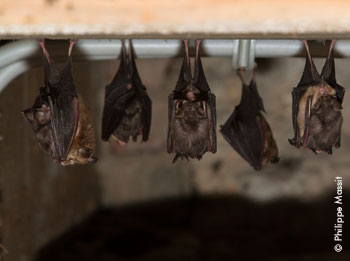 Petits rhinolophes suspendus.