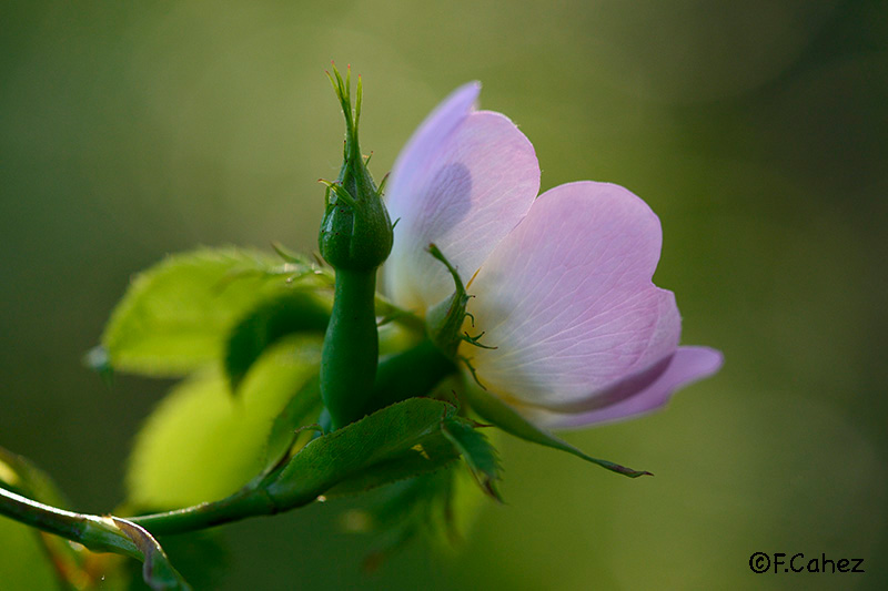 Fleurs d'églantier, Vosges, printemps 2015