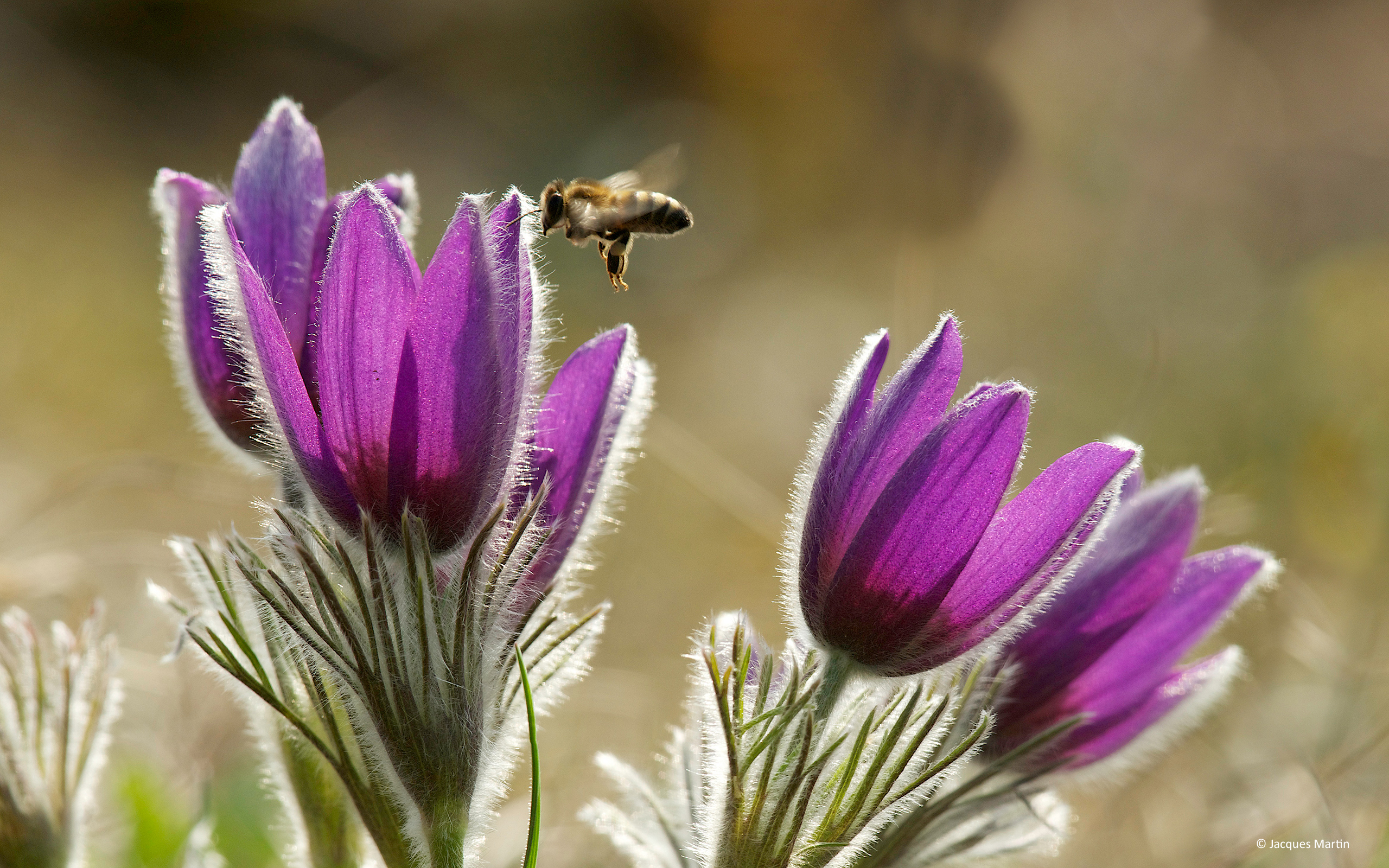 Anémone pulsatile avec abeille en gros plan.