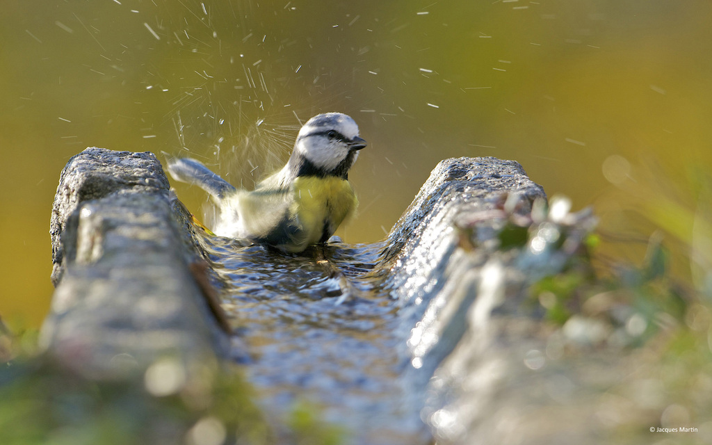 Mésange bleue s'ébrouant dans une rigole en pierre.