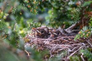 Nid d'oiseaux occupé par des oisillons.