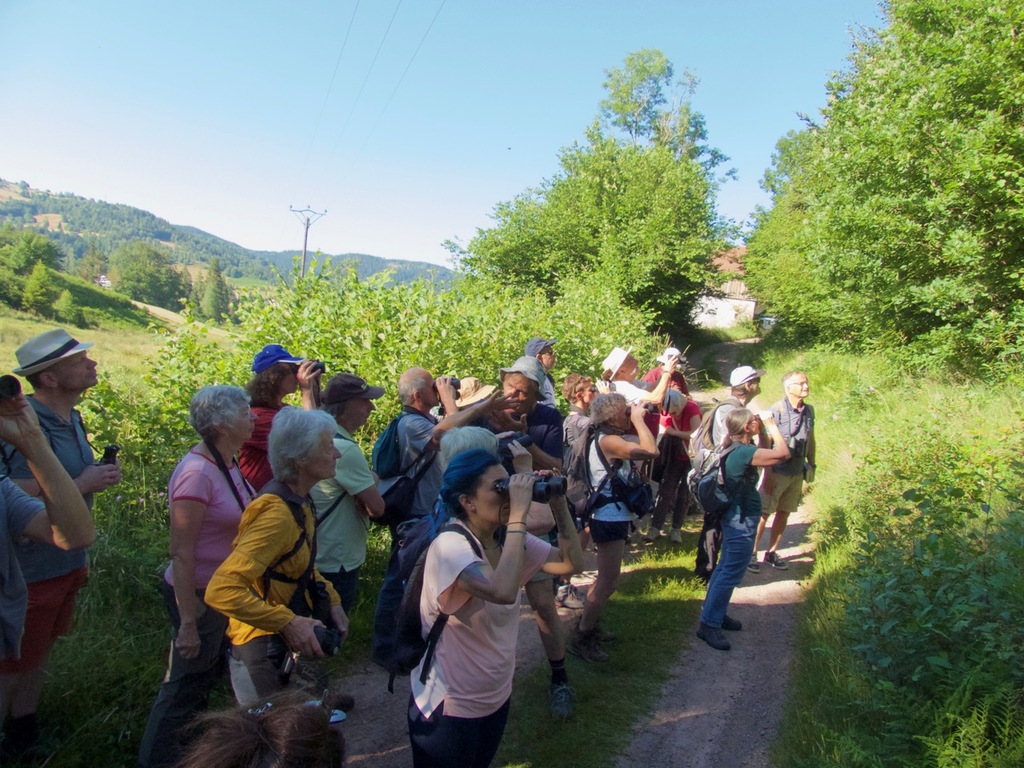 Sortie d'observation au Tholy - Juin 2023