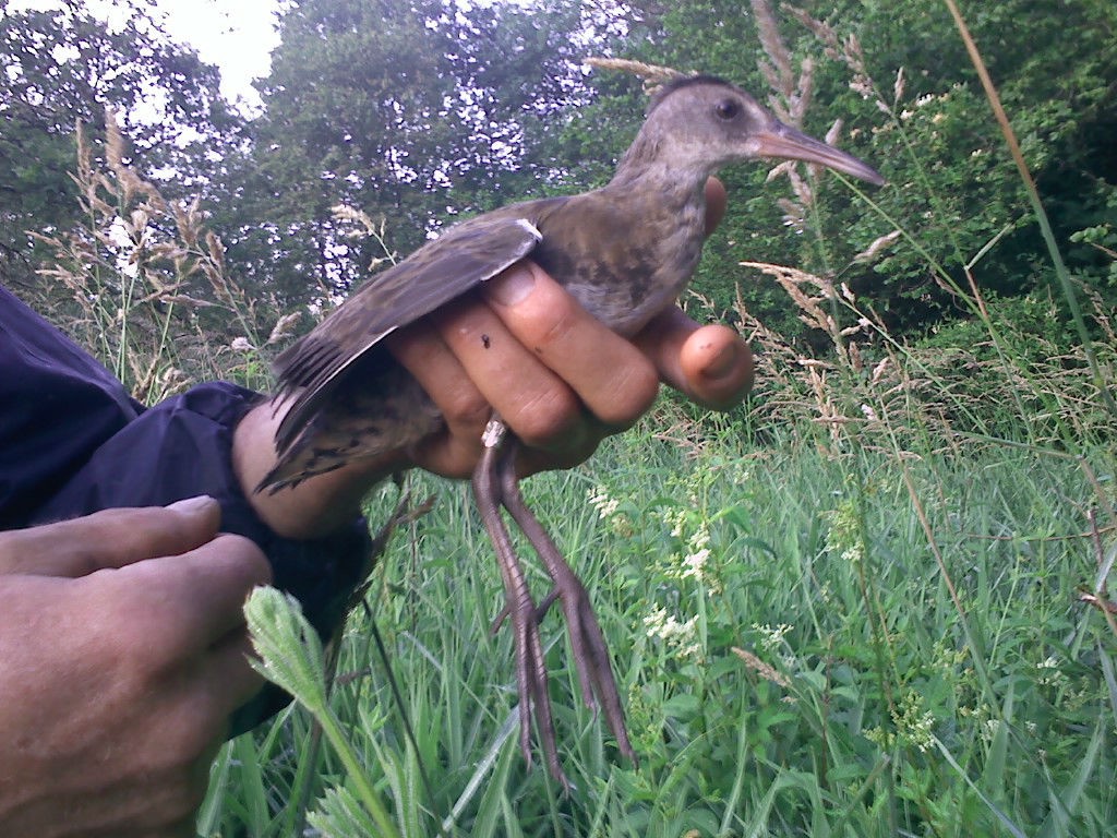 Un râle d'eau (oiseau) est tenu dans la main et on voit la bague qui vient d'être posée sur sa patte.