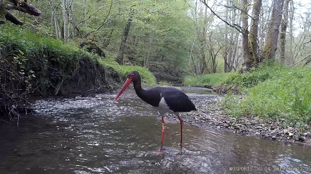 Jeanne, la cigogne noire, au milieu d'un ruisseau, photographiée en avril 2019.