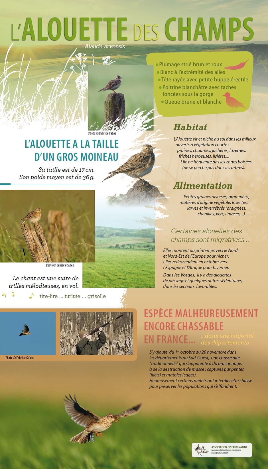 Panneau de l'exposition Oiseaux-Nature sur l'alouette des champs : présentation de l'oiseau.