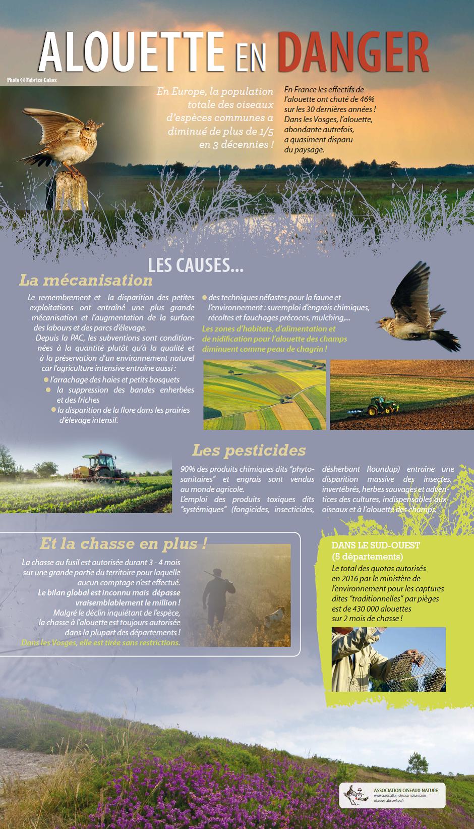 Panneau de l'exposition Oiseaux-Nature sur l'alouette des champs : les dangers pour l'espèce.