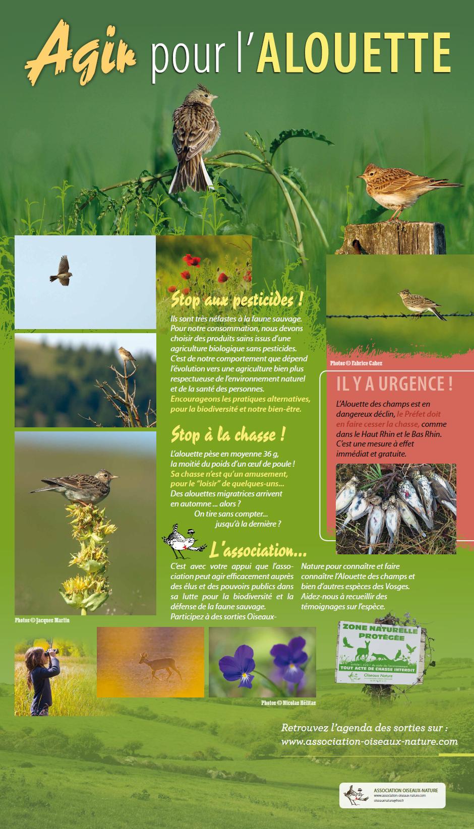 Panneau de l'exposition Oiseaux-Nature sur l'alouette des champs : les actions à prendre pour sauver l'espèce.