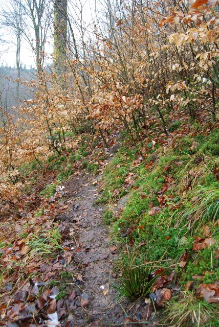 Trace du passage d'un blaireau : la coulée ou le sentier.