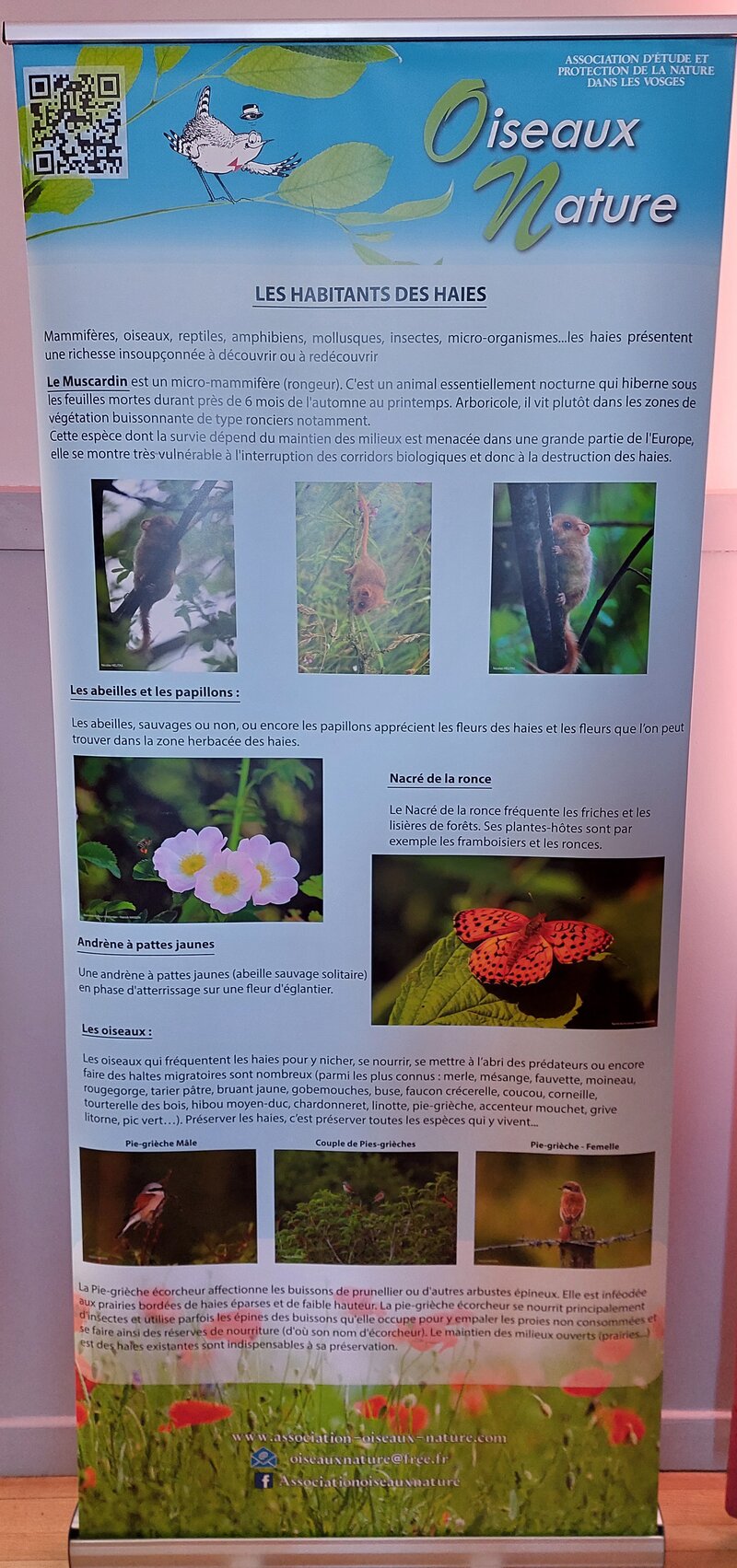 Exposition Oiseaux-Nature sur les haies : panneau présentant les habitants des haies.