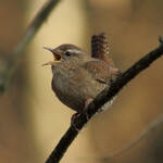 Troglodyte mignon sur une branche, bec grand ouvert.