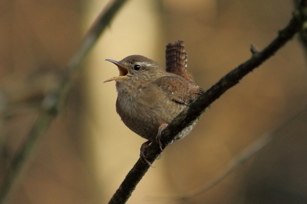 Troglodyte mignon sur une branche, bec grand ouvert.