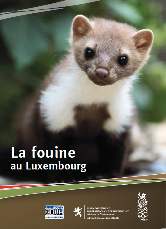 Page de garde du livret La fouine au Luxembourg qui montre une fouine vue de face.