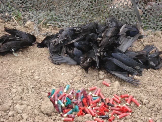 Dizaine de corbeaux massacrés avec un tas de cartouches vides posé à côté des corps.