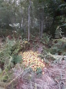 Exemple de nourrissage des sangliers dans les Vosges : tas de pommes au sol en pleine forêt.