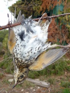 Oiseau piégé par de la glu déposée sur une branche.