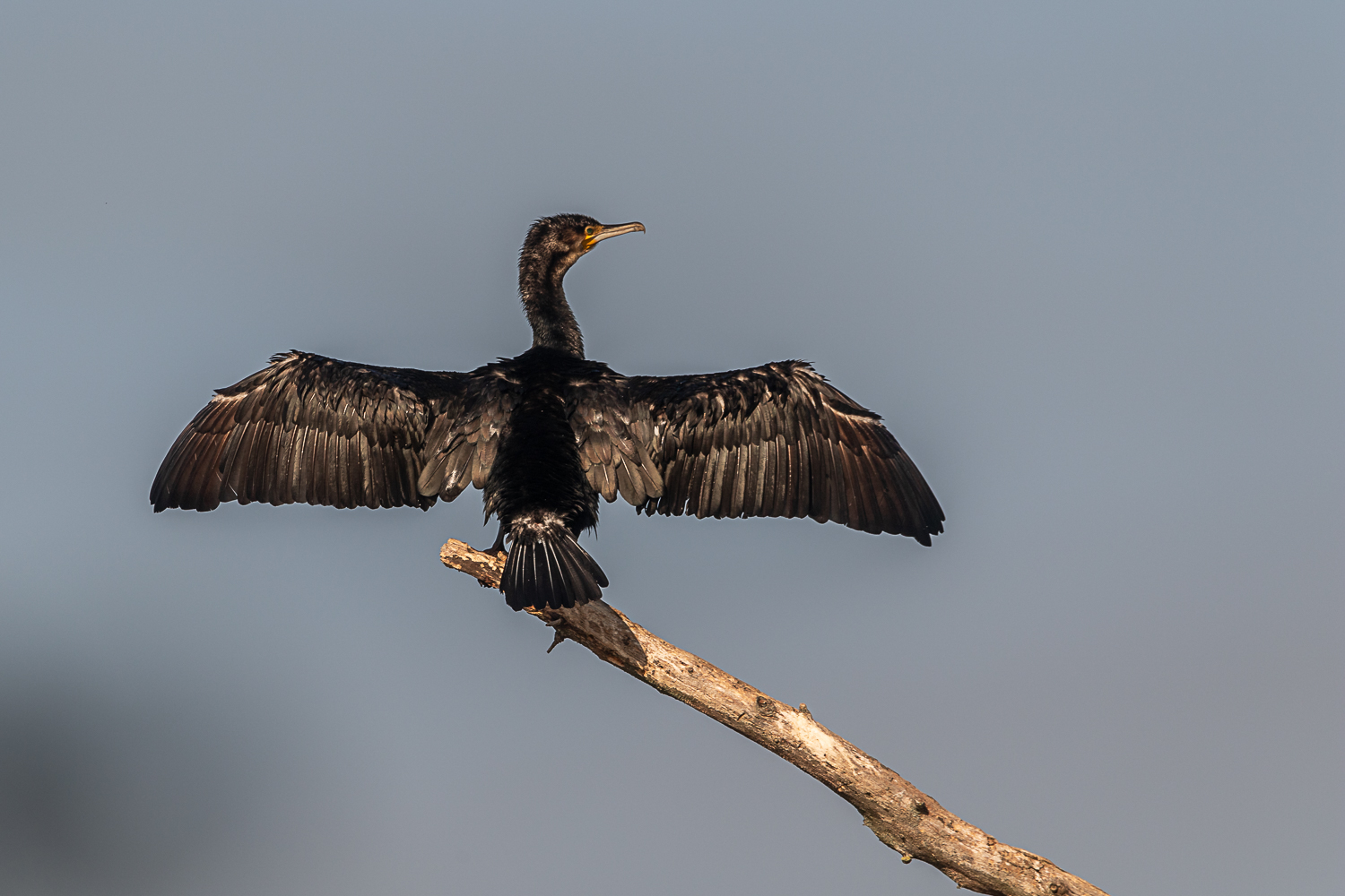 Grand cormoran posé sur le bout d'une branche ailes totalement déployées.
