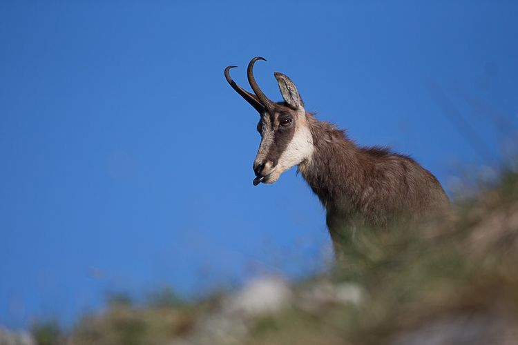 Un chamois apparaît au sommet d'une colline.