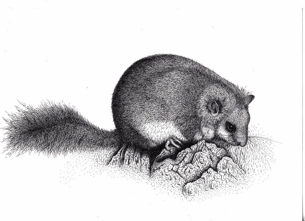 Dessin aux traits d'un loir.