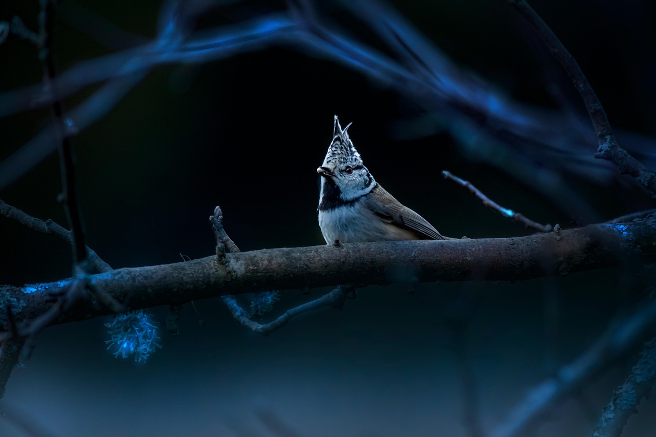 Une mésange huppée sur une branche à la tombée de la nuit.