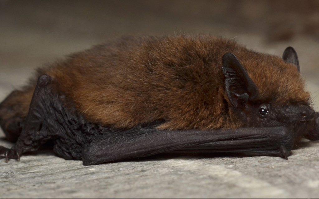 Pipistrelle