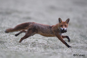 Renard roux avec une proix dans la gueule.