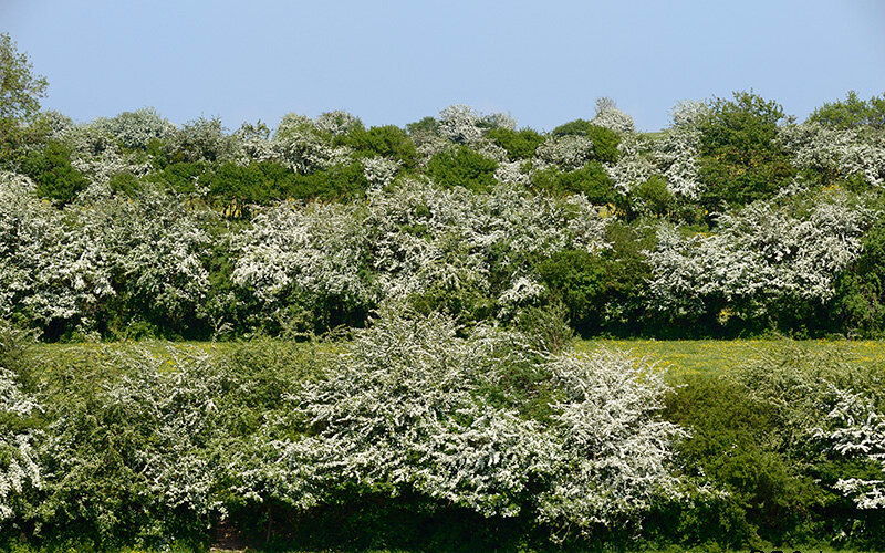 Haies d'aubépine.