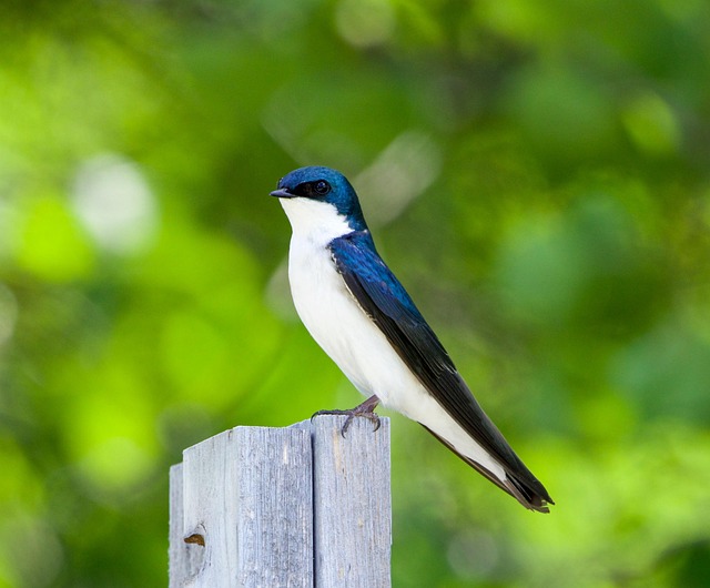 Hirondelle de fenêtre posée sur un poteau de bois.
