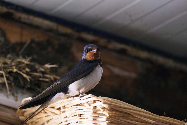 Hirondelle de grange posée sur un panier