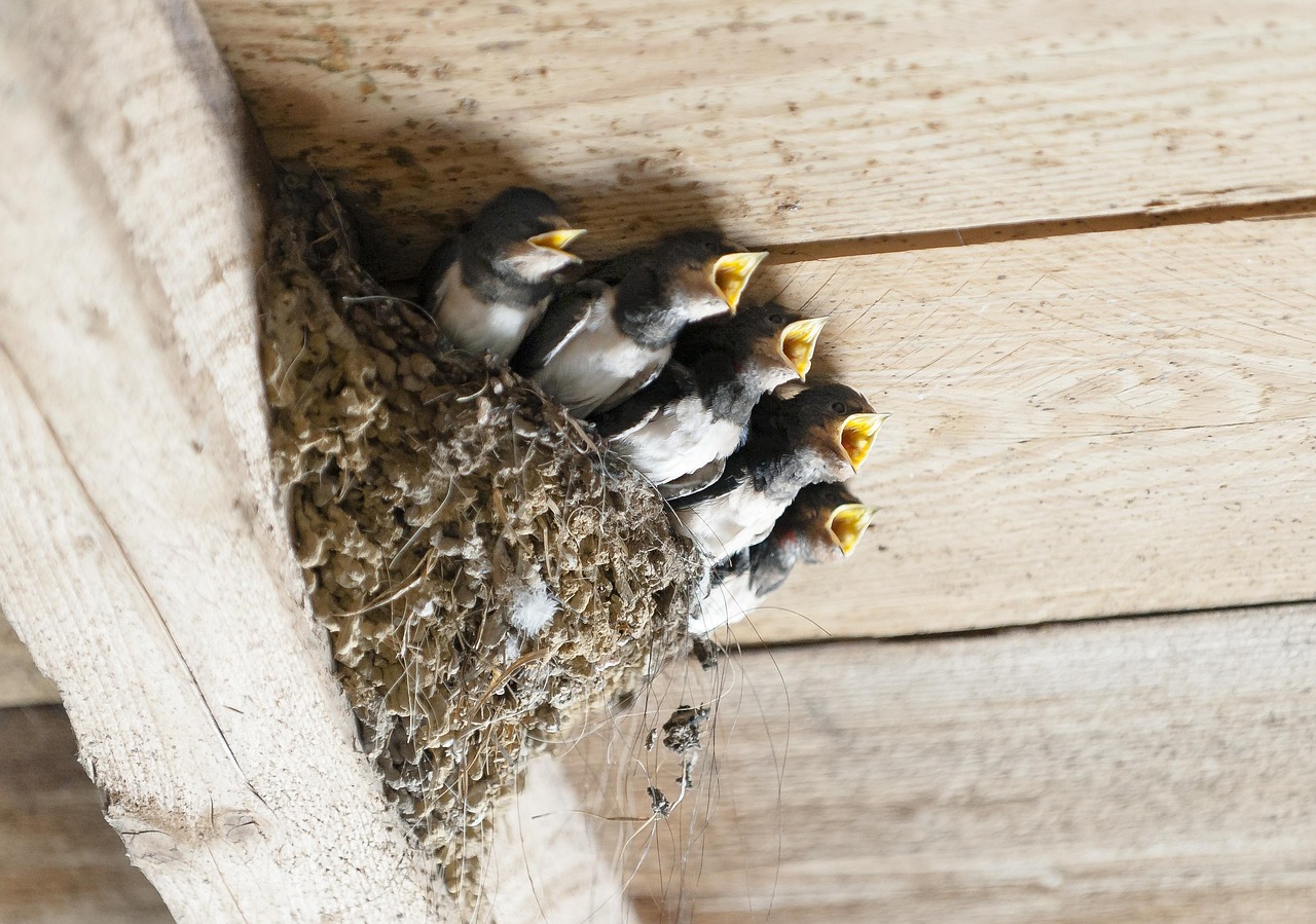 5 oisillons hirondelles dans leur nid, bec ouvert, attendent le repas.