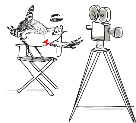 Logo Oiseaux-Nature sans texte avec caméra vidéo sur fond transparent