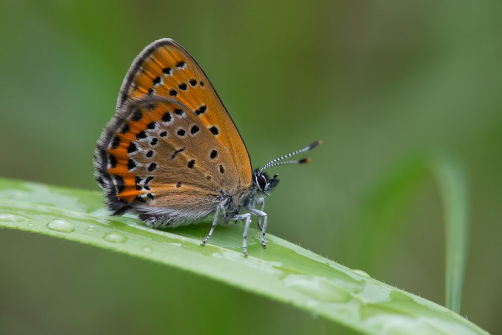 Papillon lycaena helle posé sur un brin d'herbe.