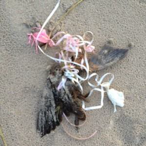 Oiseau retrouvé mort emmêlé dans des rubans de ballons gonflables.