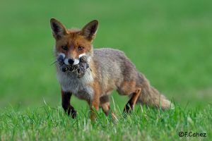 Renard de face avec plusieurs rongeurs dans la gueule.
