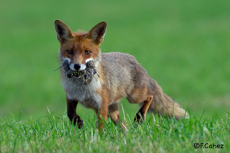Renard de face avec plusieurs rongeurs dans la gueule.