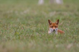 La tête d'un renard roux émerge d'une prairie.
