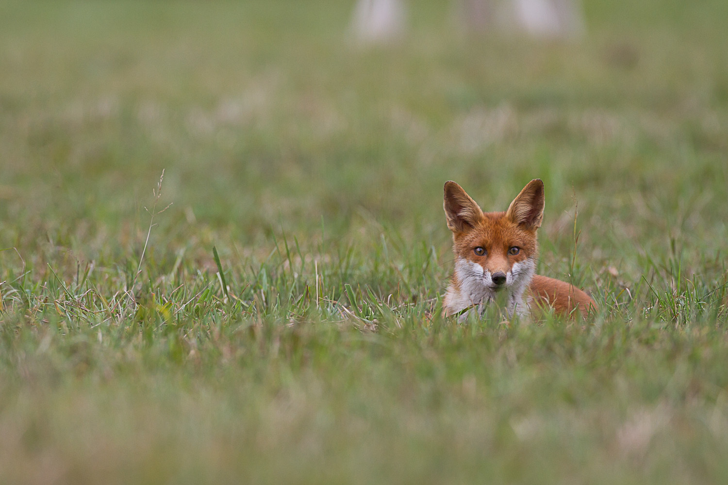 La tête d'un renard roux émerge d'une prairie.