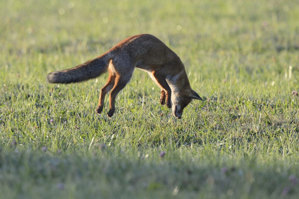 Renard qui saute sur sa proie dans une champ.