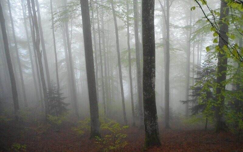 Forêt de Saint-Maurice et Bussang dans une ambiance brumeuse.
