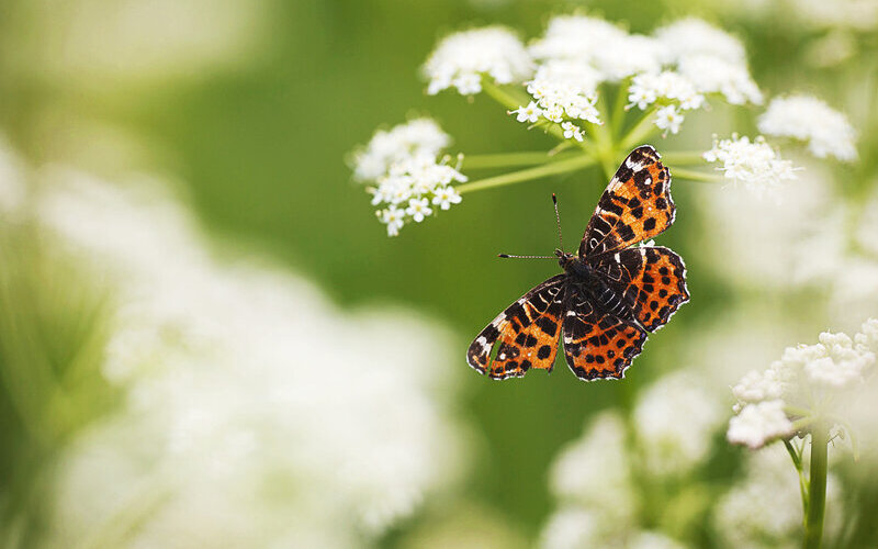 Papillon Araschnia levana posé ailes déployées sur une fleur de carotte sauvage.