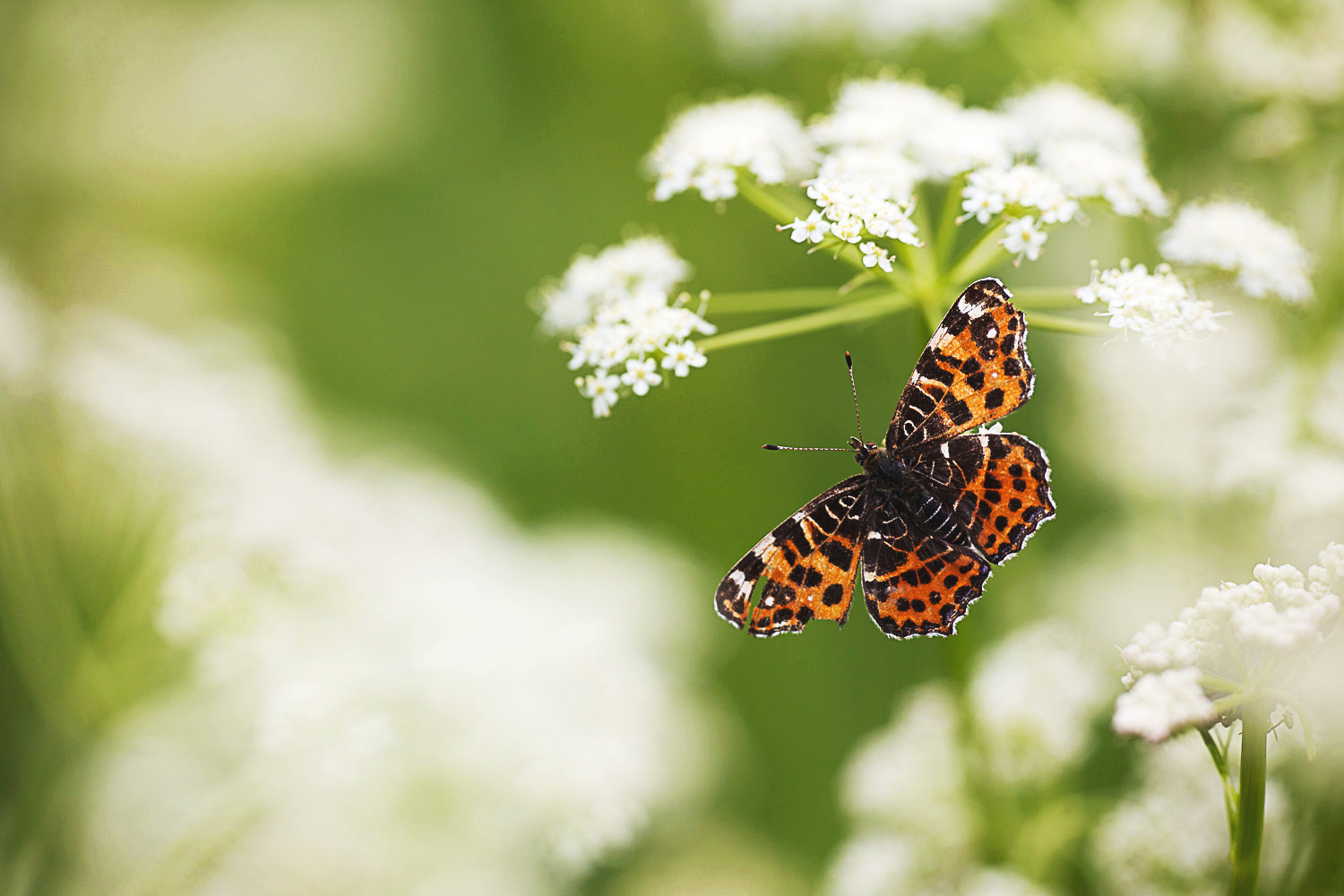 Papillon Araschnia levana, ailes déployées, posé sur une fleur de carotte sauvage.