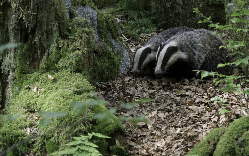 Deux blaireaux l'un à côté de l'autre en forêt.