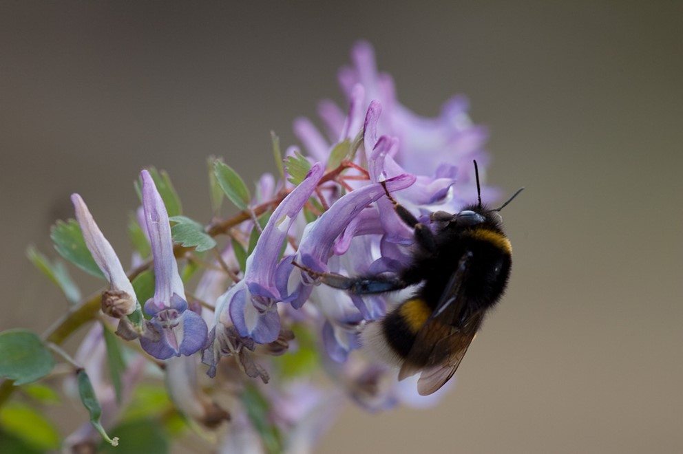 Bourdon posé sur une fleur de corydale.