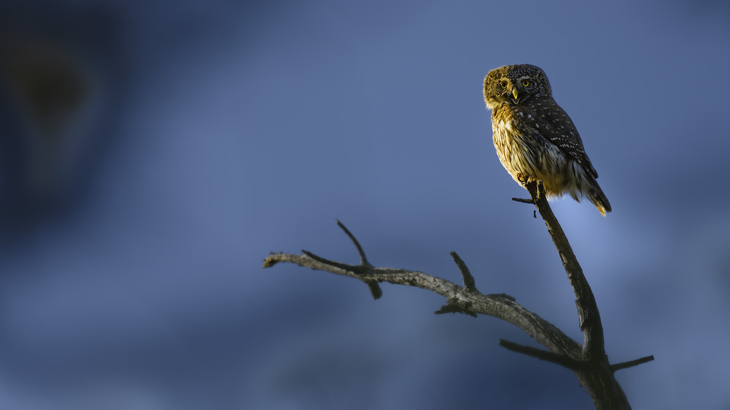 Chevêchette posée à l'extrémité d'une branche.